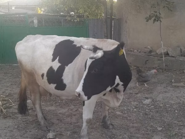 ძროხა, გოლშტინური ჯიში