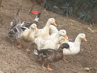 Ducks — புகைப்படம் 1