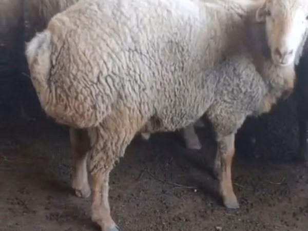 قوچ, گوسفند — جمهوری آذربایجان