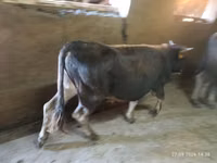 Toro, Ganado vacuno — foto 1