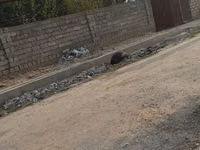 Turkeys — photo 1