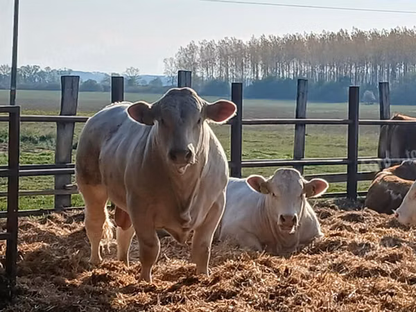 Bull, Simmental cattle — Hungary