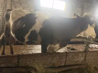 گاو ماده, Russian Black pied cattle — عکس 5
