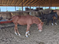 Iapă, Mugalzhar horse — foto 2