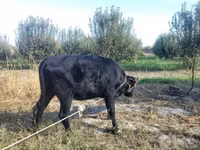 牛只（批次，未指定性别）, Russian Black pied cattle — 照片 2