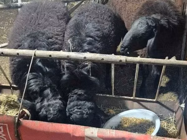 公羊, Sheep — 乌兹别克斯坦