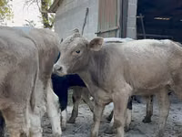 วัวตัวผู้, Swiss cattle — รูปภาพ 1