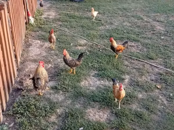 Chickens — Węgry