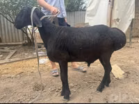 Ram, Sheep — photo 1