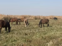 Cavalla, Horse breed — foto 3