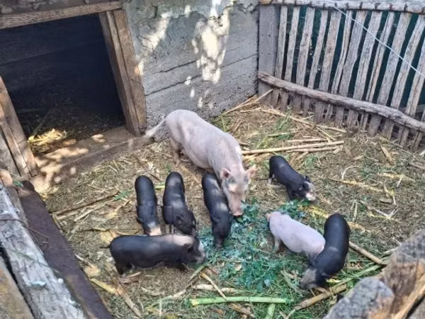 Boar,  — Hungary
