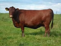 Cow, Swiss cattle — photo 1