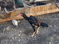 Chickens — photo 3