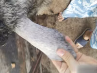 የጎትት አውራ በግ, Sheep — ፎቶ 6