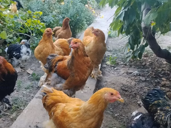 Cochin — Kyrgyzstan