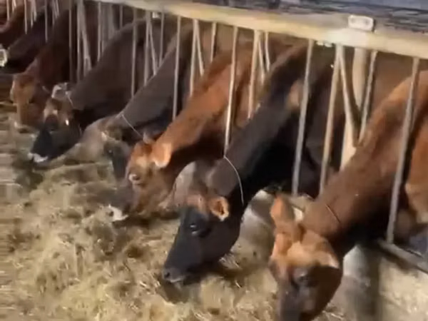 Cow, Jersey breed — Russia