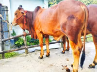Banteng, Cattle — foto 4