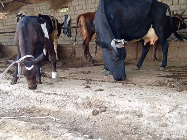 Cow, Cattle