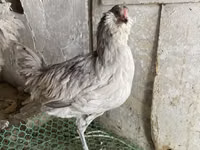آمراکانا — عکس 2