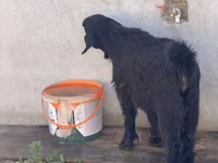 Goat, Alpine goat — photo 5