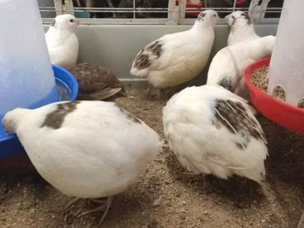 Quails — Hangari