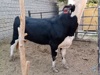 گاو و گوساله (گروه، جنسیت مشخص نشده), آبرادین-آنگوس — عکس 3