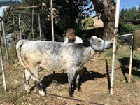 วัวตัวผู้, Ukrainian grey cattle — รูปภาพ 4