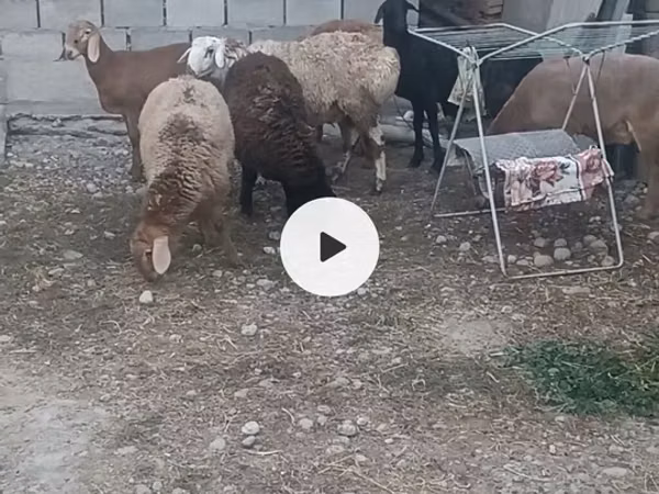 Schaap, Schapen