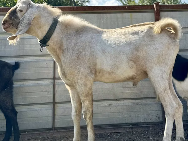 Billy Goat, Nubian Goat — Kyrgyzstan