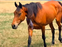 Mare, Horses — photo 1