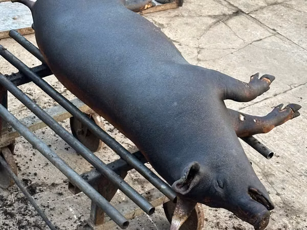 Boar, Pigs — Moldova