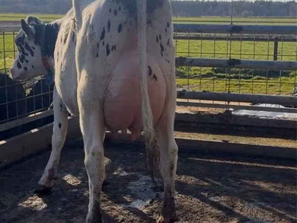 Cow, Holstein breed — Poland