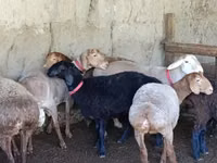 በግ, Sheep — ፎቶ 1