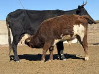 Bull, Cattle — photo 1