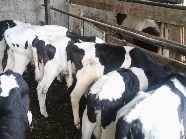 Bull, Russian Black pied cattle — Poland