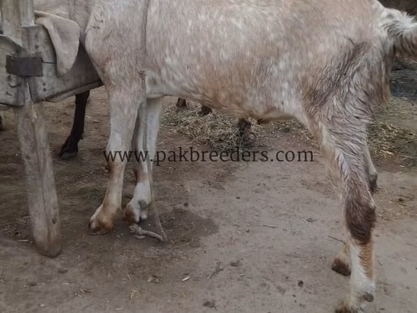 بز نر, بز — پاکستان