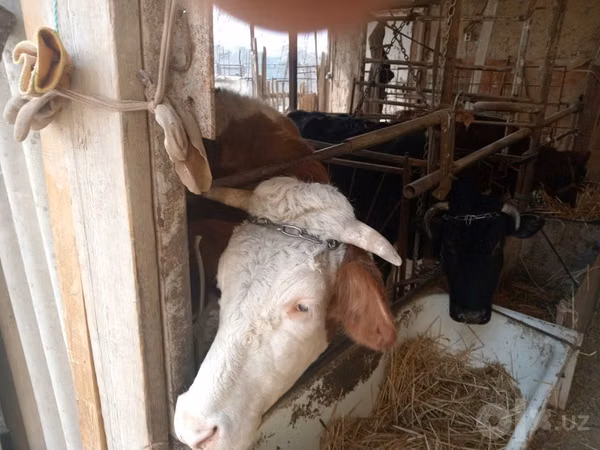 Krava, Simmental cattle — Uzbekistán