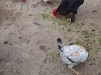 Chickens — foto 1