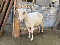 Echki, Saanen goat — 1-rasm