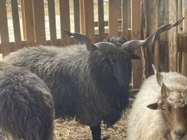 Vædder, Racka sheep