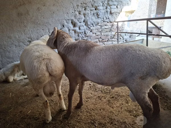 Kambing jantan, Sheep