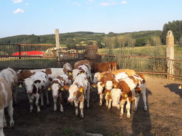 Tyre, Simmental cattle