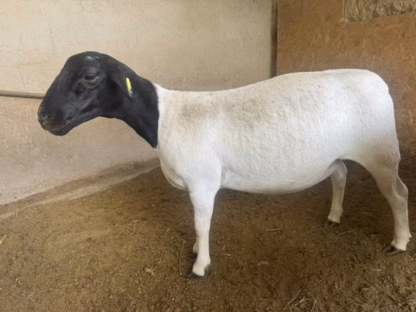 Sheep, Dorper sheep — Kazakhstan