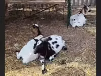 بز ماده, Nigerian dwarf goats — عکس 2
