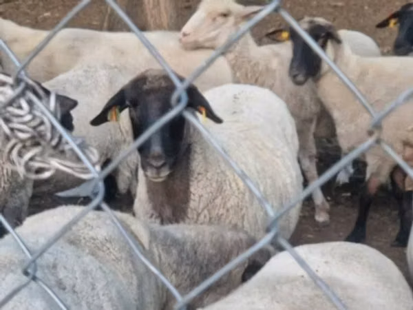 แกะตัวเมีย, Tsigai sheep