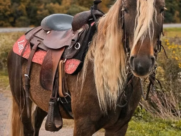 Horse (M), Friesian