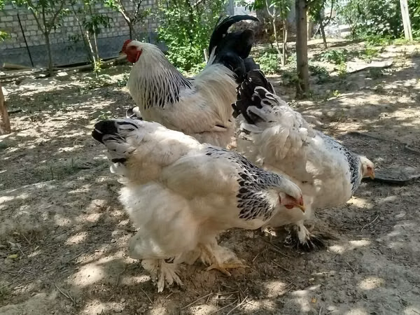Brahma — Kyrgyzstan