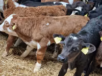 Cattle (batch, sex not specified), Hereford — photo 2