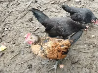Chickens — photo 6