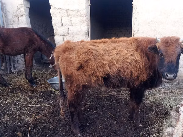 Cattle (batch, sex not specified), Cattle — Uzbekistan